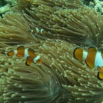 Tioman Coral Island Snorkeling & Island Hopping Tour - How the Tour Runs Day-to-Day