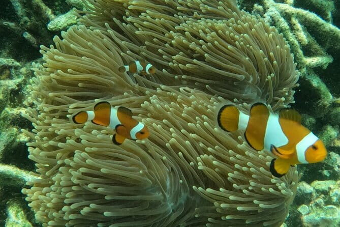 Tioman Coral Island Snorkeling & Island Hopping Tour - How the Tour Runs Day-to-Day