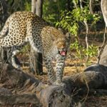 Tissa: Yala National Park Private Jeep Safari with Meals - Transport and Group Size