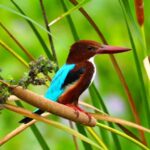 Tissamaharama - Evening Bird and Bat Watching Tuk-Tuk Tour - The Benefits for Different Travelers