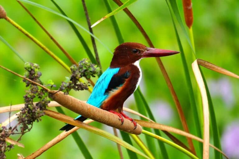 Tissamaharama - Evening Bird and Bat Watching Tuk-Tuk Tour - The Benefits for Different Travelers