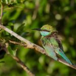 Tissamaharama: Explore birds, Fruit bats & breakfast/Dinner - Why This Tour Offers Good Value