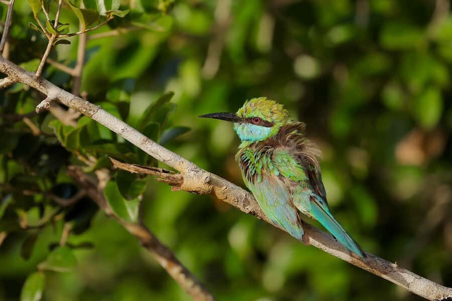Tissamaharama: Explore birds, Fruit bats & breakfast/Dinner - Why This Tour Offers Good Value