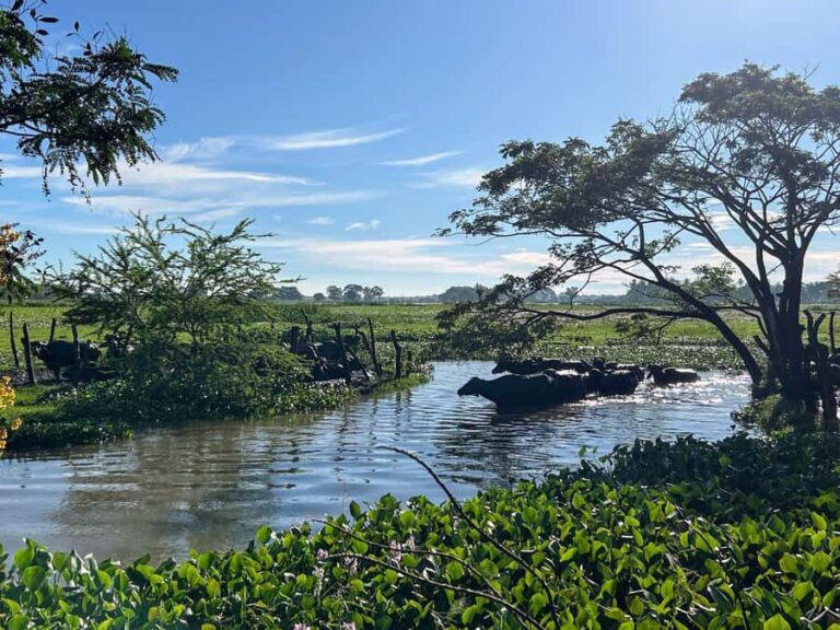 Tissamaharama Fresh Curd-Making Experience - Who Might Find This Less Suitable? 