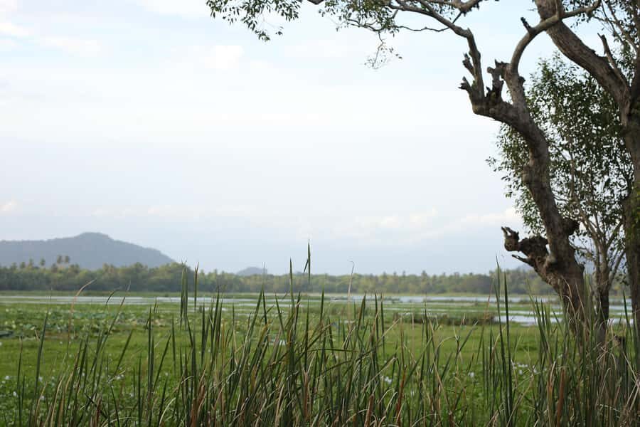 Tissamaharama: Sunset Boat Tour and Lake BBQ - Detailed Breakdown of the Tour