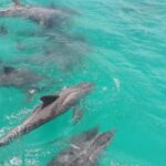 Tobago: Coastal Boat Tour with Snorkeling and Rum Punch - What to Expect from the Tobago Coastal Boat Tour