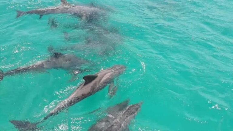 Tobago: Coastal Boat Tour with Snorkeling and Rum Punch - What to Expect from the Tobago Coastal Boat Tour