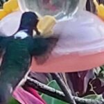 Tobago: Hummingbird Tour - Exploring Tobago’s Rainforest and Wildlife