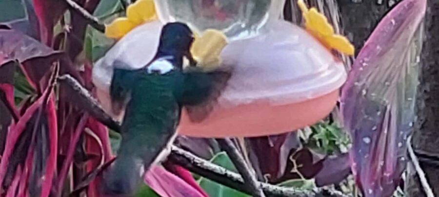 Tobago: Hummingbird Tour - Exploring Tobago’s Rainforest and Wildlife