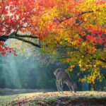 Todaiji Temple Nara Park and Naramachi Alley Walk - Authentic Experiences and Local Insights