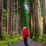Togakushi: Sacred Forest Walk & Soba Traditions - Who Will Love This Tour?