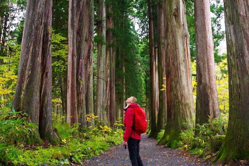Togakushi: Sacred Forest Walk & Soba Traditions - Who Will Love This Tour?