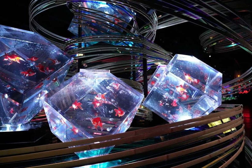 Tokyo: Art Aquarium Museum GINZA Entry Ticket - The Experience: What You Can Expect