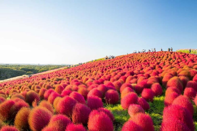 Tokyo: Autumn Hitachi Seaside Park, Fukuroda Falls & Ryujin - The Value of the Tour