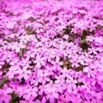 Tokyo Cherry Blossom Mt Fuji and Shibazakura Festival Day Trip - A Closer Look at the Itinerary