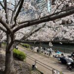 Tokyo: Enjoy "Hanami" Cherry Blossom Experience - The Itinerary in Detail