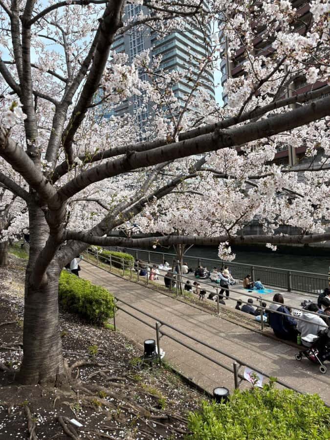 Tokyo: Enjoy "Hanami" Cherry Blossom Experience - The Itinerary in Detail