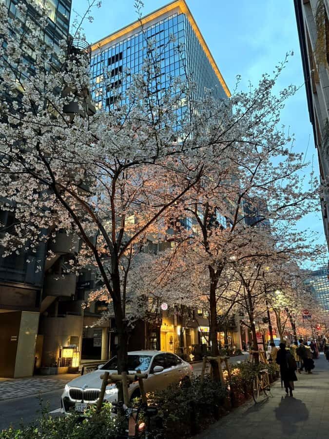 Tokyo: Enjoy "Hanami" Cherry Blossom Experience - Deep Dive: Is This Tour Worth It?