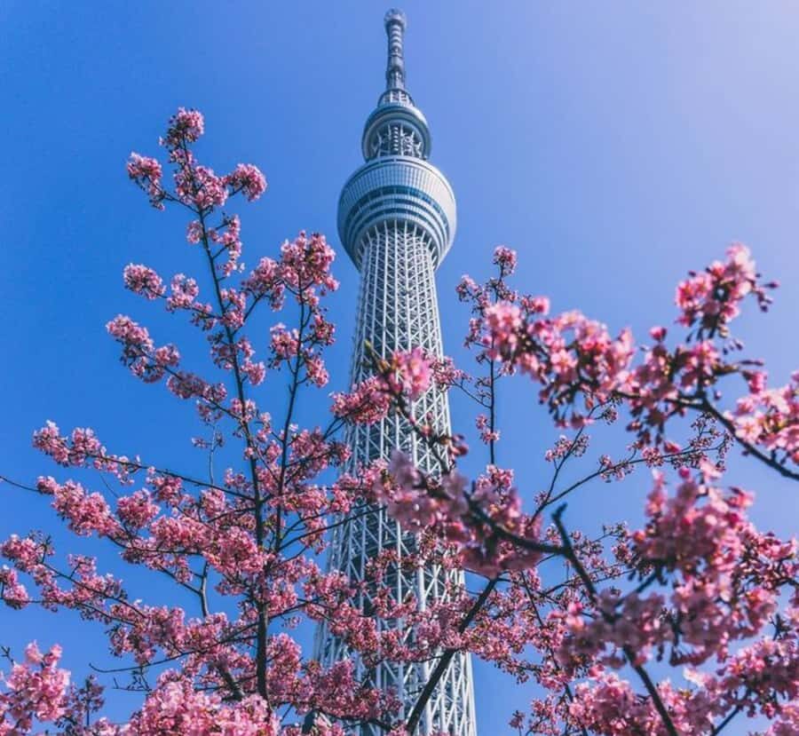 Tokyo Full Day Customizable Private Day Trip with Guide - Itinerary Breakdown and Highlights