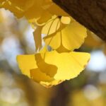 Tokyo: Golden Ginkgo Avenue Autumn Leaves Walk - What to Expect from the Tour