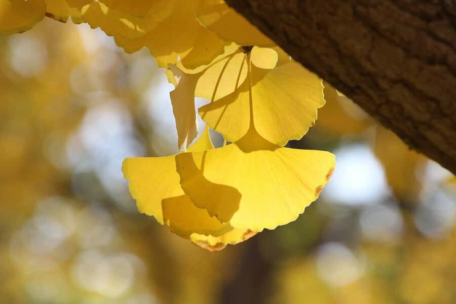 Tokyo: Golden Ginkgo Avenue Autumn Leaves Walk - What to Expect from the Tour