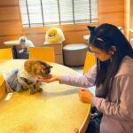 Tokyo: Gotokuji Cat Temple, Shinjuku Cat Cafe & 3D Cat Tour - Practical Details & Considerations