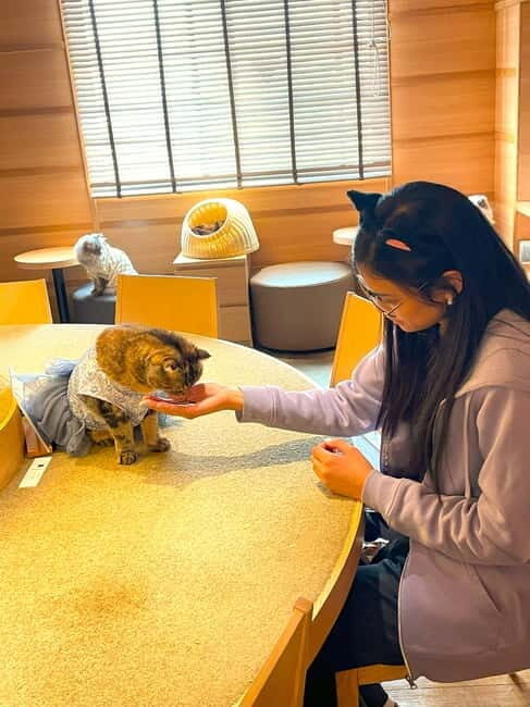 Tokyo: Gotokuji Cat Temple, Shinjuku Cat Cafe & 3D Cat Tour - Practical Details & Considerations