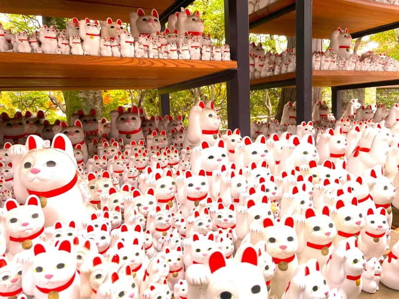 Tokyo: Gotokuji Lucky Cat Temple & Harajuku Shibuya Cat Café - What To Expect from the Tour