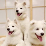 Tokyo Harajuku30-Minute Samoyed Interaction Experience - What Can You Expect During Your Visit?