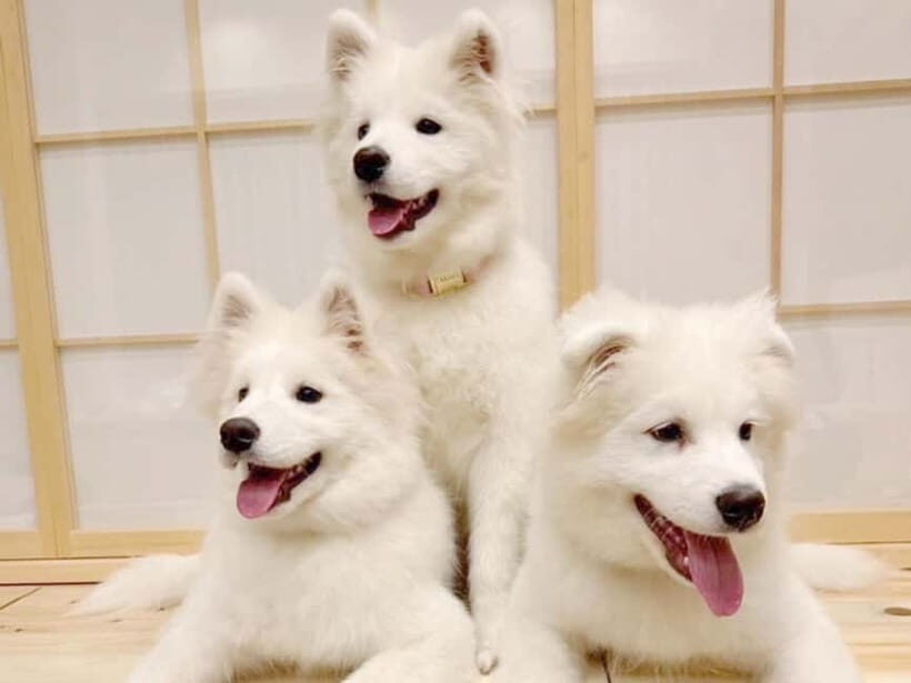 Tokyo Harajuku30-Minute Samoyed Interaction Experience - What Can You Expect During Your Visit?
