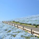 Tokyo: Hitachi Seaside Park & Aquaworld Oarai Aquarium Tour - Detailed Breakdown of the Itinerary