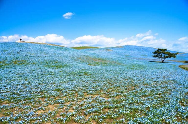 Tokyo: Hitachi Seaside Park & Aquaworld Oarai Aquarium Tour - Aqua World Oarai Aquarium: Marine Marvels