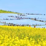 Tokyo & Ibaraki Tour: Hitachi Seaside Park & Adachi Wisteria - Transportation and Group Dynamics