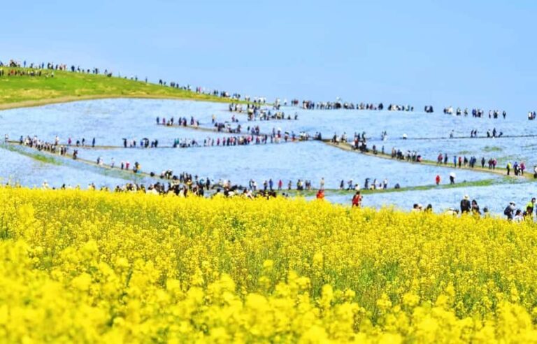 Tokyo & Ibaraki Tour: Hitachi Seaside Park & Adachi Wisteria - Transportation and Group Dynamics