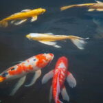 Tokyo: Imperial Palace & Tokyo Castle History Walking Tour - What to Expect from the Tour