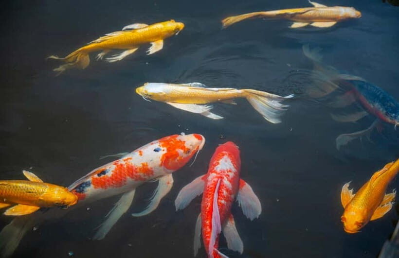 Tokyo: Imperial Palace & Tokyo Castle History Walking Tour - What to Expect from the Tour