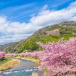 Tokyo: Izu Scenic Train, Kawazu Cherry Blossom & HotelPickup - An In-Depth Look at the Tour Experience