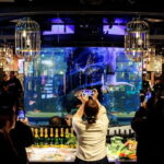 Tokyo: Japanese Experiece Dinner with Diving Ama Performance - The Sum Up