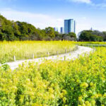 Tokyo: Japanese Garden Walking Tour with Tea and Sweets - What You Can Expect from the Tour