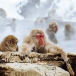 Tokyo: Jigokudani Snow Monkey Park Private Customized Tour - The Unique Appeal of This Tour