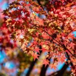 Tokyo: Kitanomaru Park Autumn Leaves Stroll - Is It Worth the Price?