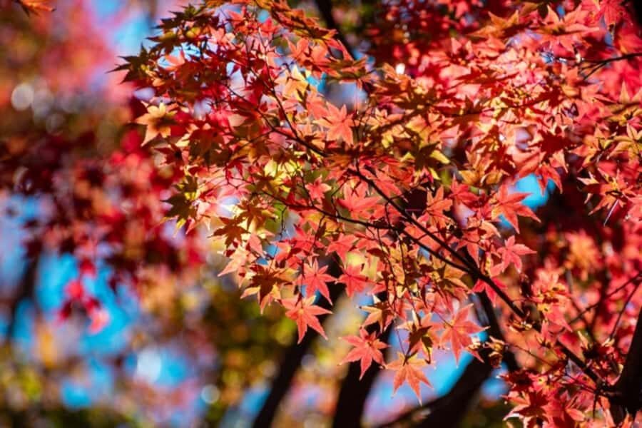 Tokyo: Kitanomaru Park Autumn Leaves Stroll - Experiencing the Beauty: What Travelers Can Expect