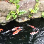 Tokyo: Master Asakusa Temple Etiquette, Food & Photo Walk - Practical Details and What to Bring