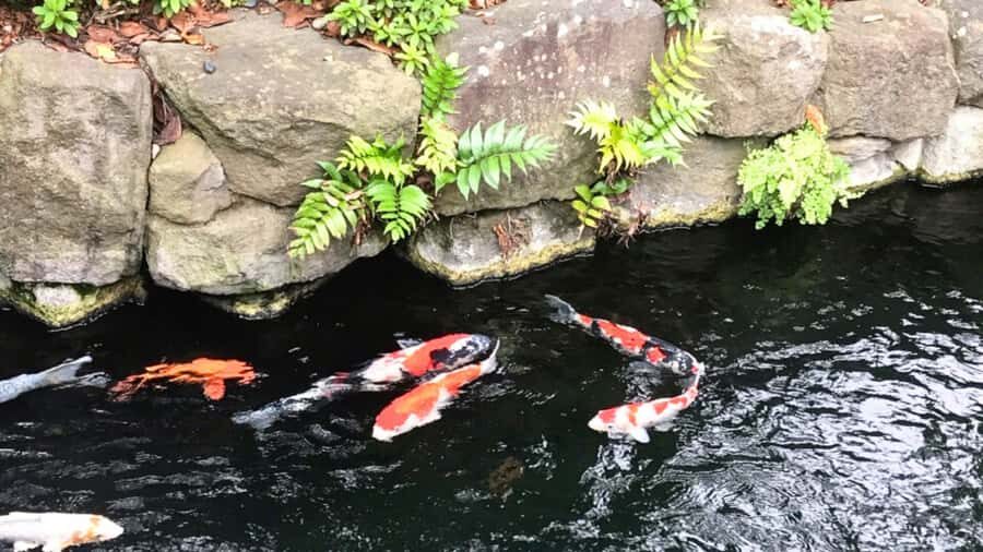 Tokyo: Master Asakusa Temple Etiquette, Food & Photo Walk - Practical Details and What to Bring