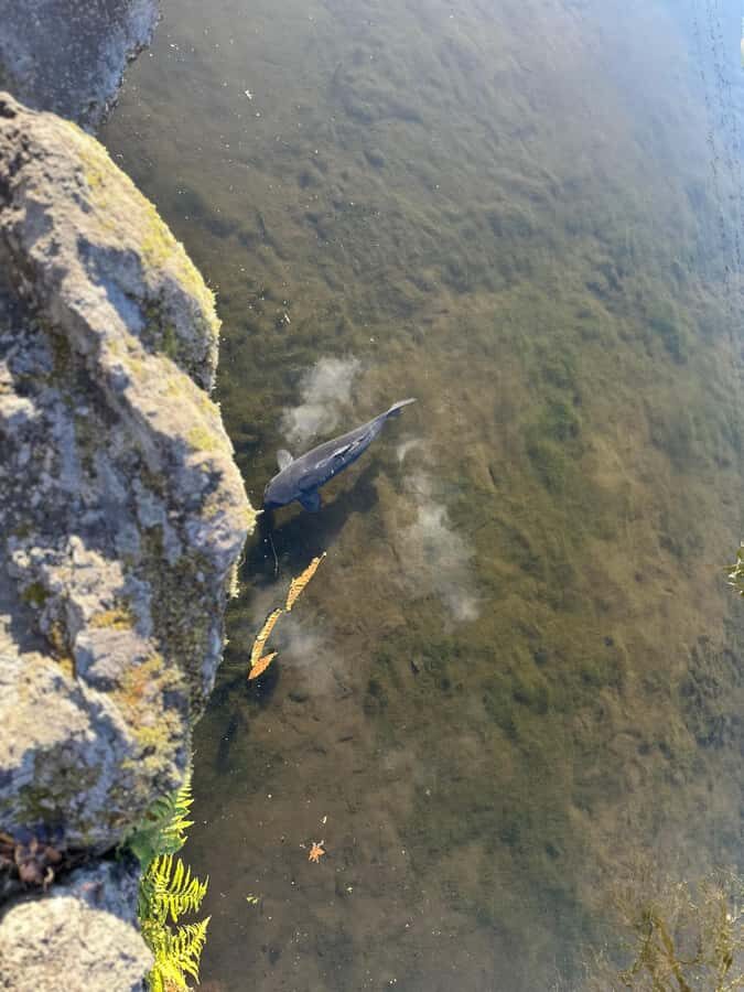 Tokyo: Mount Fuji and Hakone Private Sightseeing Day Tour - 2. Lake Kawaguchi