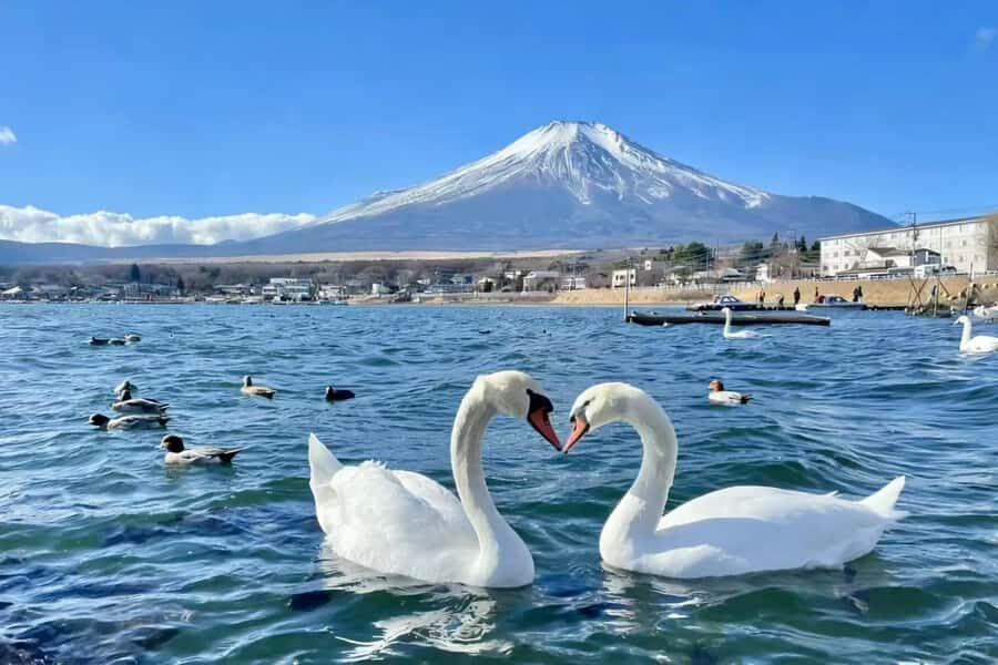 Tokyo: Mount Fuji and Lake Yamanaka Day Trip with Pickup - Practicalities and What You Need to Know