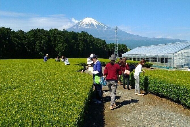 Tokyo: Mt. Fuji Cherry Blossoms and Tea picking Tour - Practical Tips for Potential Participants