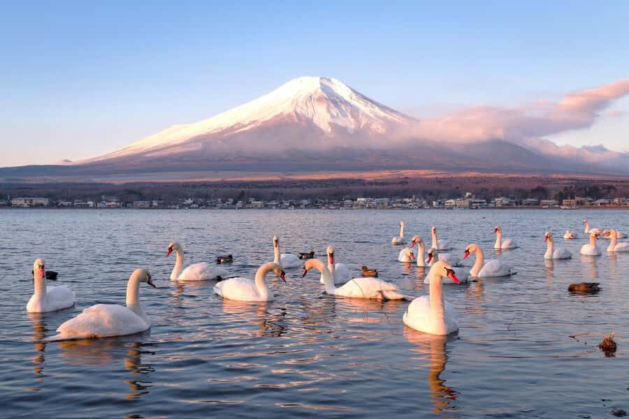 Tokyo: Mt. Fuji & Lake Kawaguchi Small Group Tour - 6 Spots - The Value of the Tour and Transportation
