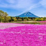 Tokyo: Mt. Fuji Photo Spots, Pink Moss & Cherry Blossom Tour - Transportation and Group Experience