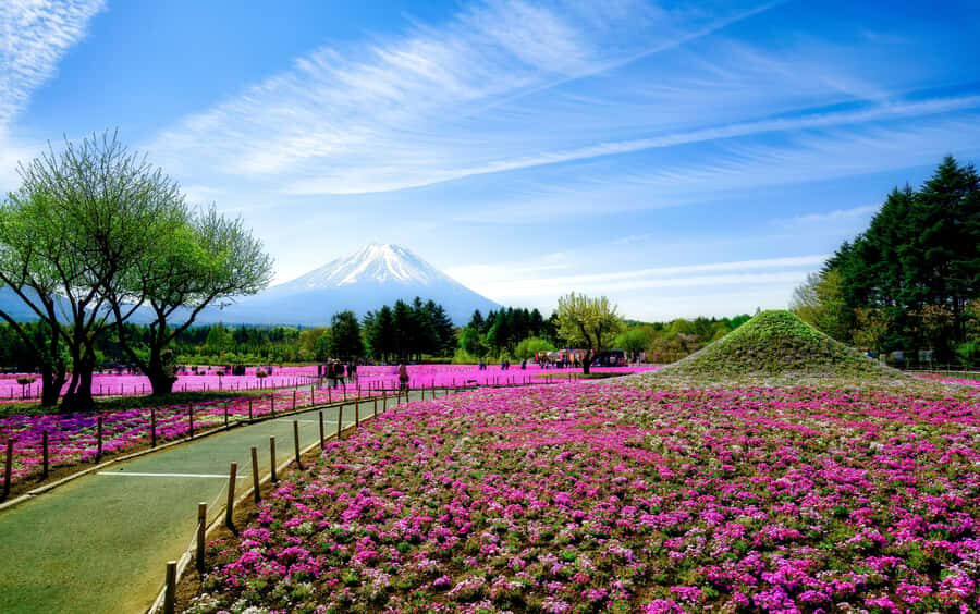 Tokyo: Mt. Fuji Photo Spots, Pink Moss & Cherry Blossom Tour - What to Expect: An In-Depth Look at the Day